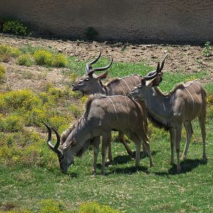 Greater Kudu