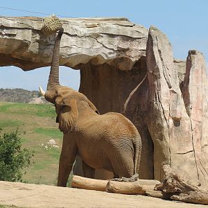 African Elephant