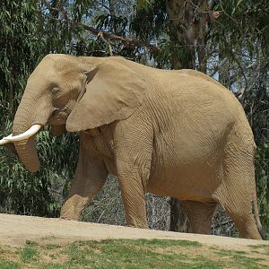 African Elephant