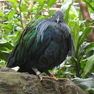 Central Park Zoo: July 2016