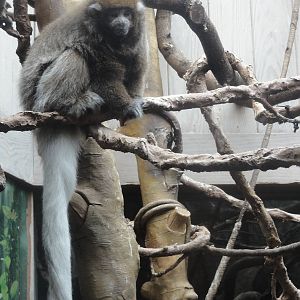 Central Park Zoo: July 2016