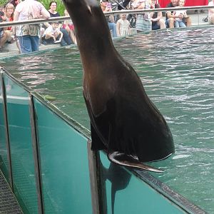 Central Park Zoo: July 2016