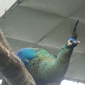 Central Park Zoo: July 2016