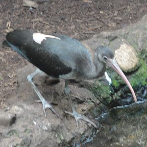 Central Park Zoo: July 2016