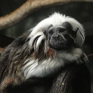 Central Park Zoo: July 2016