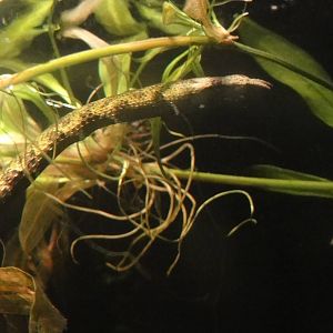 Central Park Zoo: July 2016