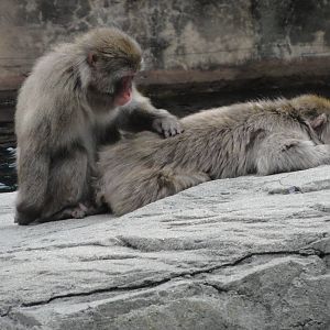 Central Park Zoo: July 2016
