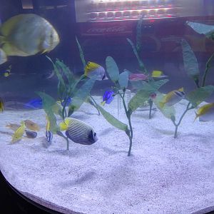 Rainbow Lounge Main Tank