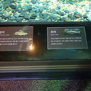 Common Carp , Grass Carp etc ... sign