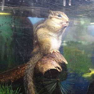 Siberian Chipmunk