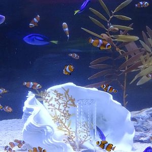 Percula Clownfish and Blue Tang