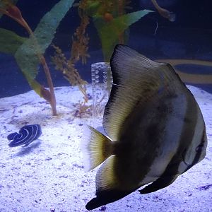 Orbicular Batfish