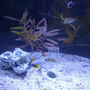 Double bar rabbitfish