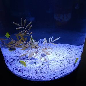 Longnose, Raccoon and Threadfin Butterflyfish