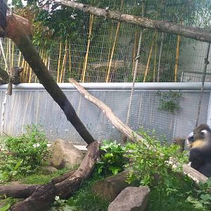 Mandrill Exhibit