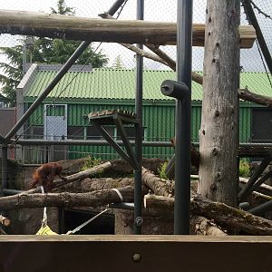 Orangutan Exhibit