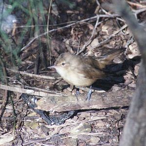 Clamorous reed warbler