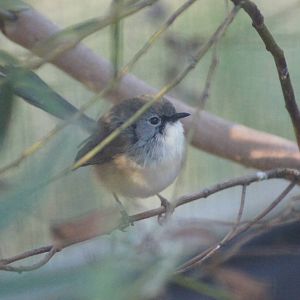 Variegated fairy wren female