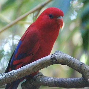 Red lory