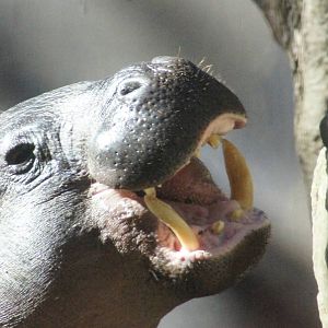 Pygmy hippo
