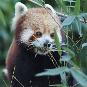 Red panda