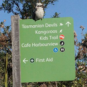 Wild laughing kookaburra