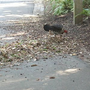 Brush turkey mess