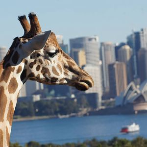 Giraffe and Sydney Opera House