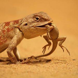 Steppe agama, eating cage-mate, 1 of 2