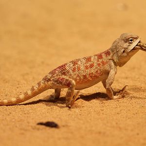 Steppe agama, eating cage-mate, 2 of 2