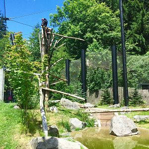 California Condor Exhibit