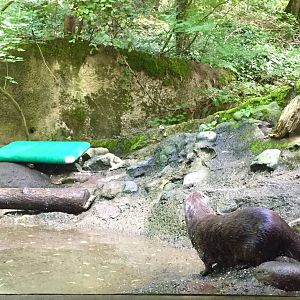 River Otter Exhibit