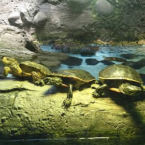 Western Pond Turtle Exhibit