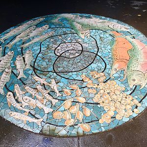 Life Cycle of Salmon fresco