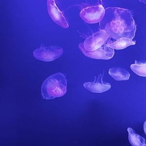 Moon Jellys