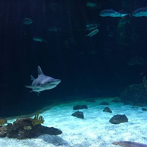 Shark Exhibit