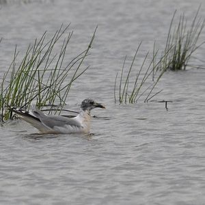 Sabine's Gull, Carr Vale NR, 15/07/16