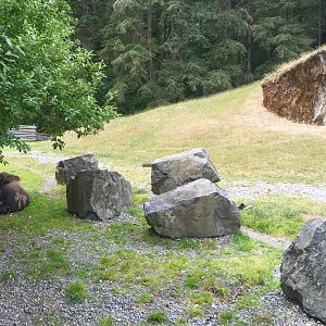 Musk Ox Exhibit