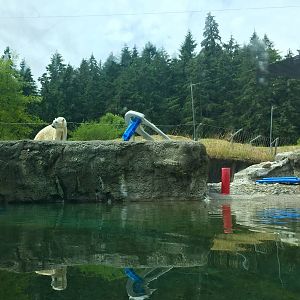 Polar Bear Exhibit