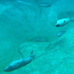 Harbor Seal Exhibit
