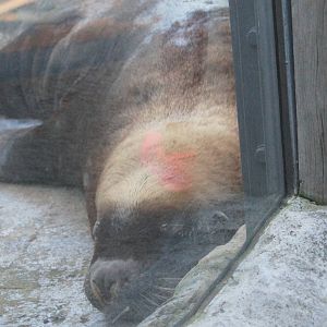 Australian sea lion bull