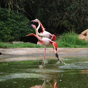 Greater flamingos, February 2016