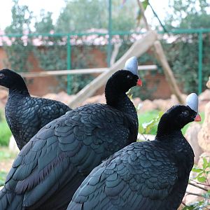 Northern helmeted curassows, February 2016