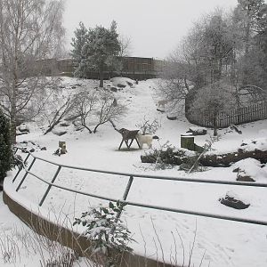 Rocky Mountain Goat Exhibit - Jan 2012