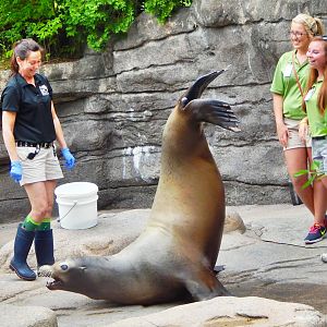 May. 2015 - Sea Lion Falls - Duke Training Session