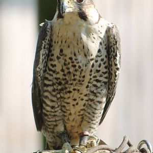 Peregrine falcon