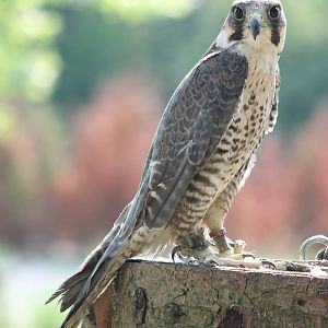 Peregrine falcon