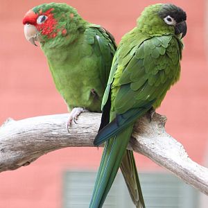 Mitred and Nanday conures