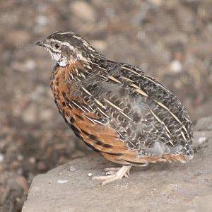 Harlequin quail