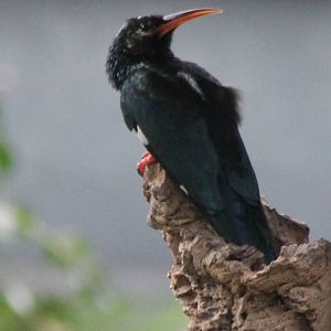 Green wood hoopoe